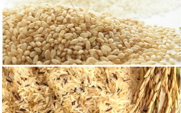 Il riso Indica a chicco lungo. Sopra la varietà Japonica