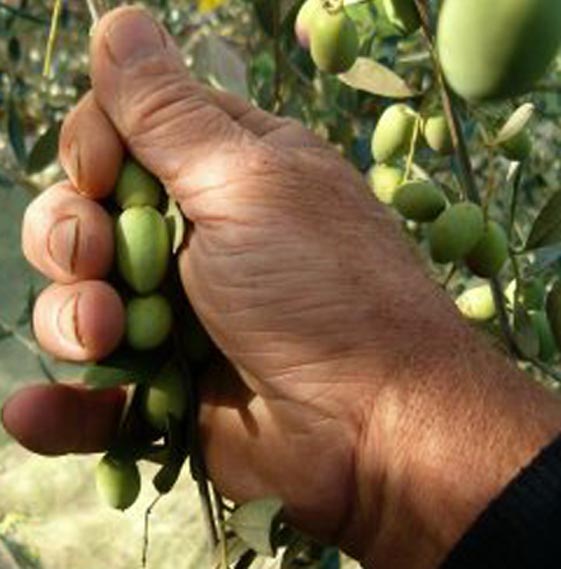 olive-raccolte-a-mano